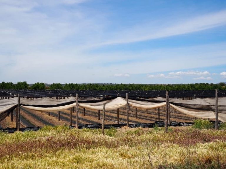 poda del tomate rosa