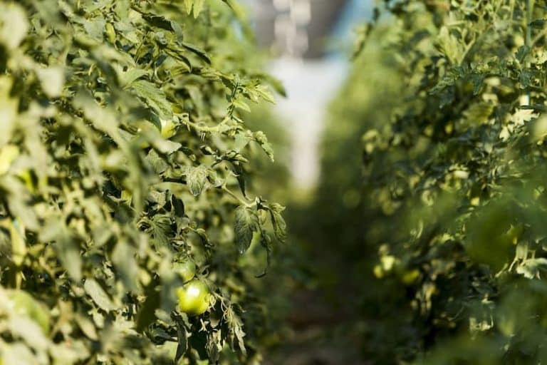 Plantación tiempos tomate